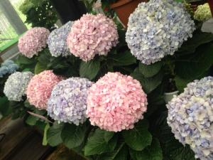 半額セール♪｜「花のみやさこ」　（広島県東広島市の花キューピット加盟店 花屋）のブログ