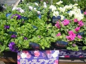 花壇のお花のお手入れ♬｜「花のみやさこ」　（広島県東広島市の花キューピット加盟店 花屋）のブログ