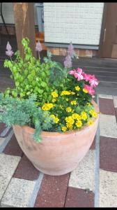夏の寄せ植え♬｜「花のみやさこ」　（広島県東広島市の花キューピット加盟店 花屋）のブログ